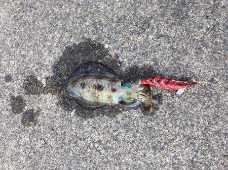 アオリイカ連発！