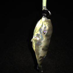 湾内でカンパチアオリイカが釣れています。