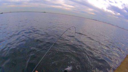 初チヌゲット！