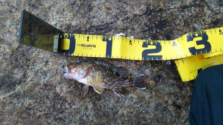 エギング撃沈からの尺アコウ