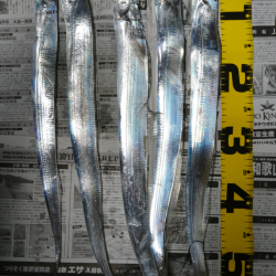 水軒テトラでタチウオ