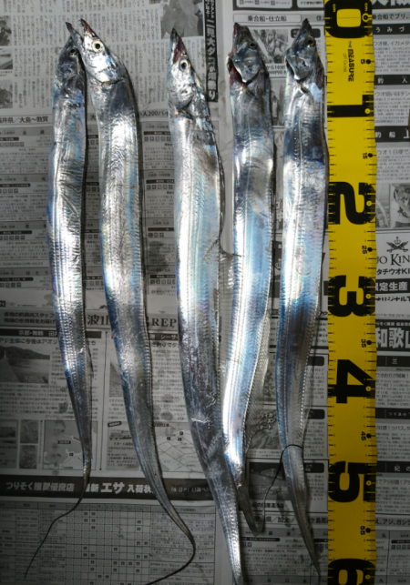 水軒テトラでタチウオ