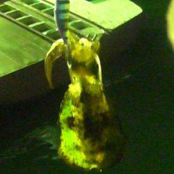 石津浜でも湾内でもアオリイカ好調