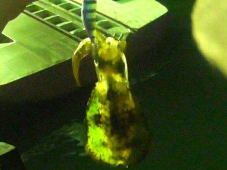 石津浜でも湾内でもアオリイカ好調