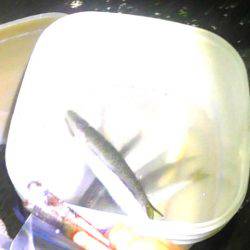 石津浜でアオリイカ好調。湾内ではカマスが入れ食い