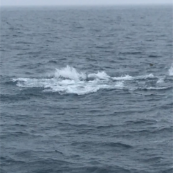 へいみつ丸 釣果