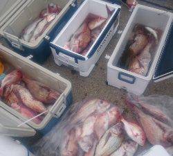 IDATEN（イダテン） 釣果