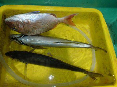 第二むつ漁丸 釣果