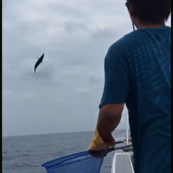 へいみつ丸 釣果