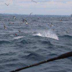 へいみつ丸 釣果