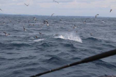 へいみつ丸 釣果