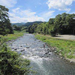 狩野川(狩野川漁業協同組合) 釣果