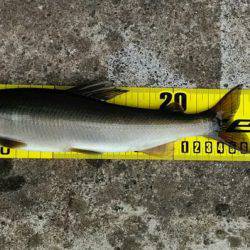 狩野川(狩野川漁業協同組合) 釣果