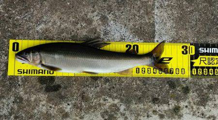 狩野川(狩野川漁業協同組合) 釣果