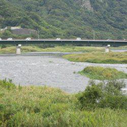 狩野川(狩野川漁業協同組合) 釣果