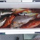 フィッシング太陽 釣果