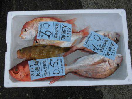 大進丸(新潟) 釣果