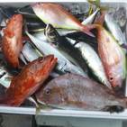 フィッシング太陽 釣果