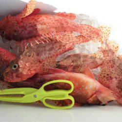 大進丸(新潟) 釣果