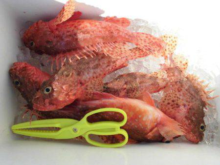 大進丸（新潟） 釣果