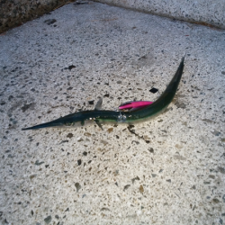 アオリタックルで76cm・3.5kgのシーバス