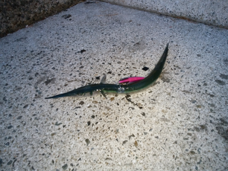 アオリタックルで76cm・3.5kgのシーバス