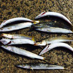 アオリ調査からカマス