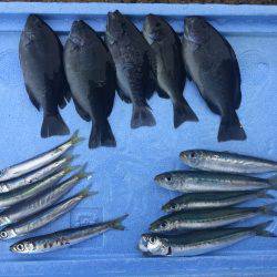 ソーダガツオ狙い