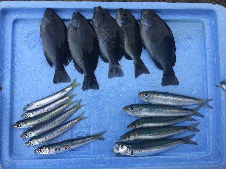 ソーダガツオ狙い