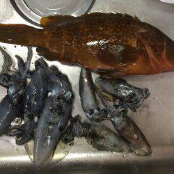 アオリデイゲーム