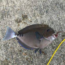 浜吉丸でいく小浦一文字5