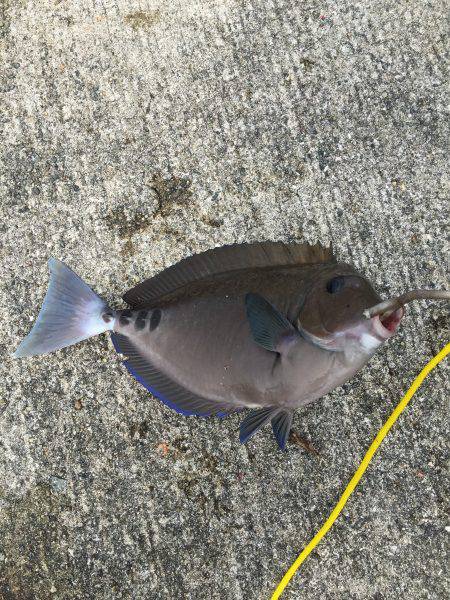 浜吉丸でいく小浦一文字5