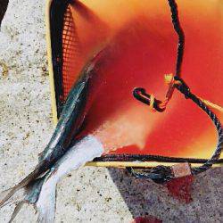 台風直後はやはり