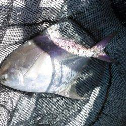 遊漁船 幸友丸 釣果