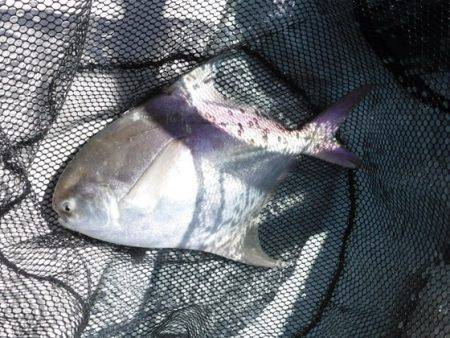 遊漁船 幸友丸 釣果