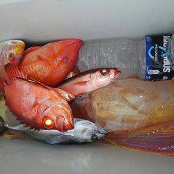 遊漁船 新鋭丸 釣果