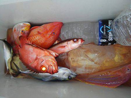 遊漁船 新鋭丸 釣果