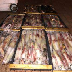 幸風（さちかぜ） 釣果