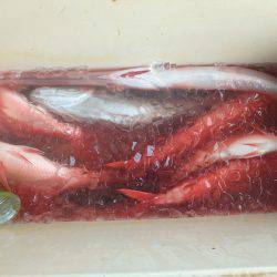 フィッシングハウス伊藤 釣果