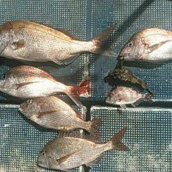 フィッシングガイド りょう 釣果