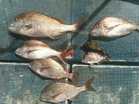 フィッシングガイド りょう 釣果