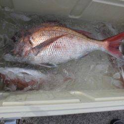 大進丸(新潟) 釣果