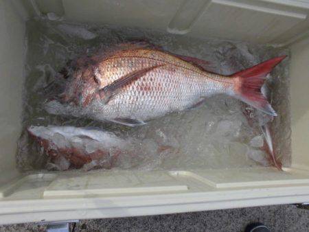 大進丸（新潟） 釣果