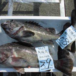 大進丸（新潟） 釣果