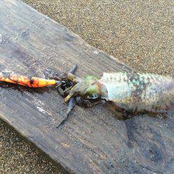 サーフエギング