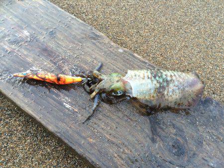 サーフエギング