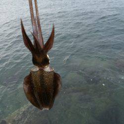 アオリ調査からカマス