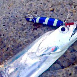 台風一過でタチウオ開幕