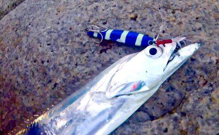 台風一過でタチウオ開幕