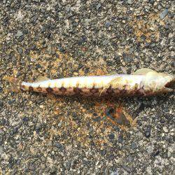 台風前ショアジギ